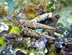 Euthymella elegans