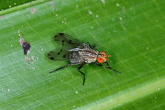 Anthomyia punctipennis