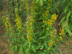 Solidago virgaurea