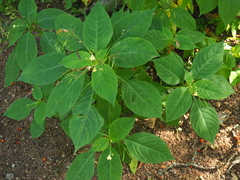 Impatiens parviflora