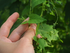 Fallopia dumetorum