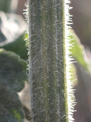 Heracleum sphondylium