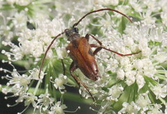 Lepturopsis biforis