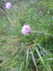 Cirsium arvense