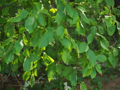 Prunus padus