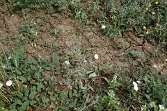 Anchusa stylosa