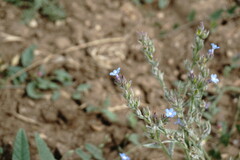 Anchusa stylosa