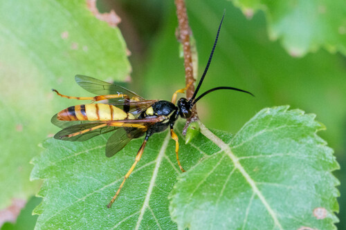 Eutanyacra crispatoria