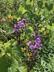 Liatris ligulistylis