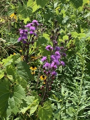 Liatris ligulistylis