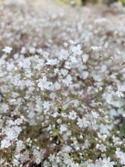 Eriogonum spergulinum