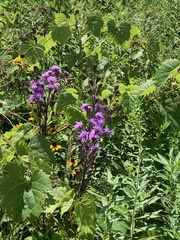 Liatris ligulistylis
