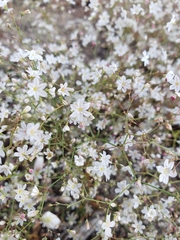 Eriogonum spergulinum