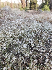 Eriogonum spergulinum