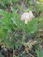 Dicentra nevadensis