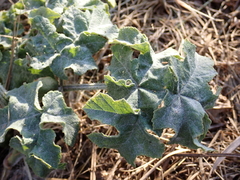 Heracleum sphondylium