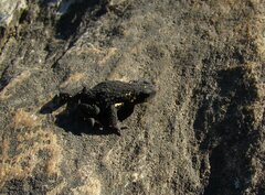 Melanophryniscus diabolicus