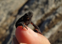 Melanophryniscus diabolicus