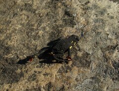 Melanophryniscus diabolicus