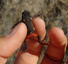 Melanophryniscus diabolicus