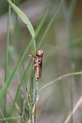 Entomophaga grylli