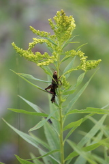 Entomophaga grylli