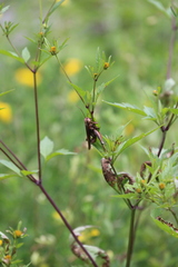 Entomophaga grylli