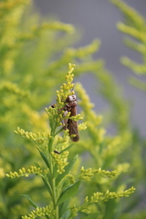Entomophaga grylli