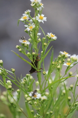 Entomophaga grylli