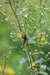 Entomophaga grylli