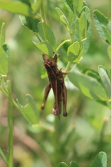 Entomophaga grylli