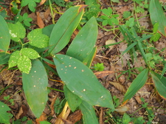 Convallaria majalis