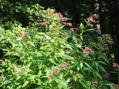Impatiens glandulifera