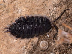 Porcellio werneri