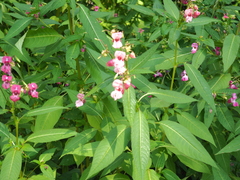 Impatiens glandulifera