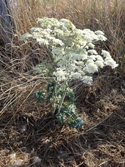 Heracleum sphondylium