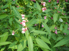 Impatiens glandulifera