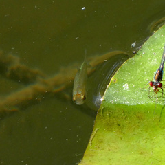 Scardinius erythrophthalmus