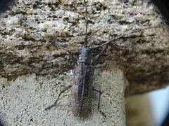 Monochamus maculosus