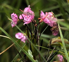Kalmia polifolia