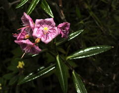 Kalmia polifolia