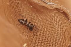 Poecilochroa albomaculata