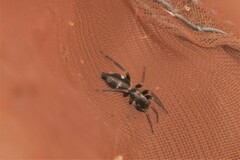 Poecilochroa albomaculata