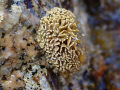 Lithophyllum byssoides