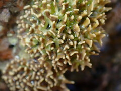 Lithophyllum byssoides