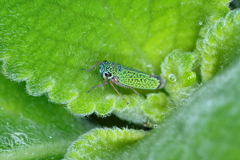 Versigonalia vermiculata