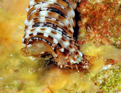 Euthymella elegans