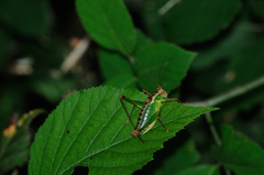 Metaplastes pulchripennis