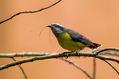 Coereba flaveola
