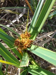 Cyperus rigens